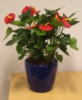 blue lechuza table display with anthurium